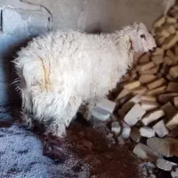 بره نر نژاد شیرازی کیلو370