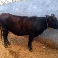 دو راس ماده گاو