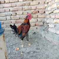 خروس|حیوانات مزرعه|سیرجان, |دیوار
