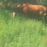 اسب کورسی تمیز