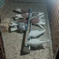 کبوتر