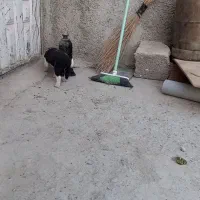 گمشده مژده گانی|حیوانات|تنکمان, |دیوار