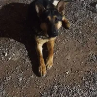 واگذاری یک سگ ژرمن نر دورنگ