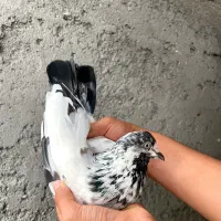 کبوتر