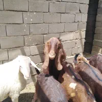 بز بره|حیوانات مزرعه|هیرمند, |دیوار