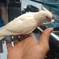 طوطی عروس هلندی البینو|پرنده|بندرعباس, |دیوار