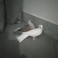 پرنده زینتی|پرنده|فاضل آباد, |دیوار