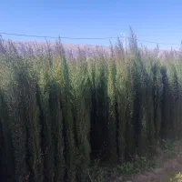 فروش نهال سروناز 2 ساله