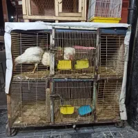 گنجه مرغ یا کبوتر