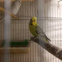 مرغ عشق انگلیسی و طوطی برزیلی مولد