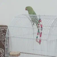 طوطی ملنگو ماده اصلی سخنگو