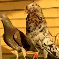 دم سفید هفترنگ