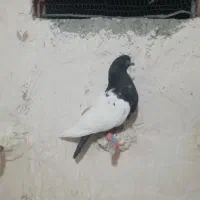 کبوتر رنگه