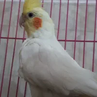 عروس هلندی نر(ارمنی)