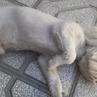 سگ.|سگ|بیرجند, |دیوار