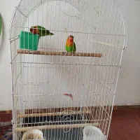 طوطی برزیلی جوان|پرنده|املش, |دیوار