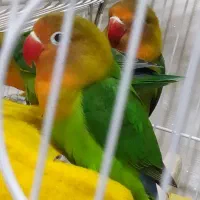 طوطی برزیلی در دو رنگ آبی و سبز سالم و شاداب|پرنده|اندیشه, شهرک کوثر|دیوار