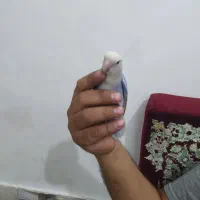 دوعددکوتوله دستی|پرنده|قم, انصار‌الحسین|دیوار