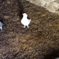 یک جفت کبوتر