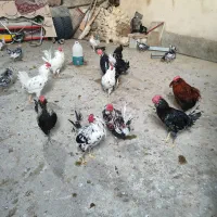 خروس ومرغ گلین چهل تاج|حیوانات مزرعه|کازرون, |دیوار