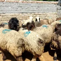 فروش 24راس میش و شیشک