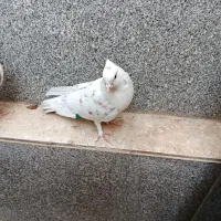 کفتر|پرنده|شیراز, سلطان آباد|دیوار