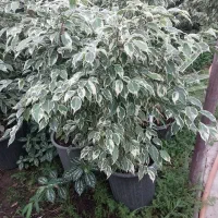 گل و گیاه طبیعی