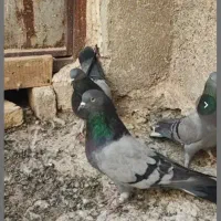 کبوتر سبز پرودولا نروماده|پرنده|بروجن, |دیوار