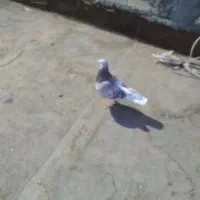 قورگی|پرنده|گلبهار, نوبهار|دیوار