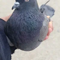کبوتر تهرانی