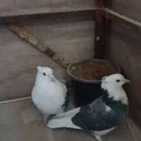 کفتر  پشتدار غریب برج|پرنده|کرج, شهرک اوج|دیوار