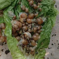 حلزون درسایزهای مختلف