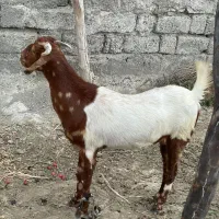 بز دوقلو