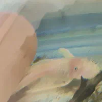 پوزه بوته ای . لیزارد فالوورا