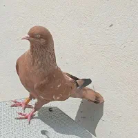 کبوتر کله ای تاپ