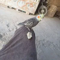 عروس هلندی دستی|پرنده|زهک, |دیوار
