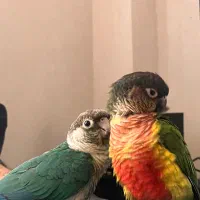 یک جفت گیرین چیک|پرنده|تهران, زرکش|دیوار