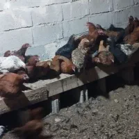 مرغ فریح جوان