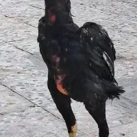 مرغ وخروس اوشامووارداتی وتخم انها|حیوانات مزرعه|آسارا, |دیوار