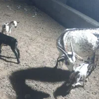 فروش بز سه زه سه قلو