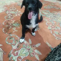 واگذاری سگ پاکوتاه