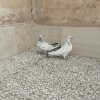 کفتر عطیقه ساعت سنگین معاوضه قلیان