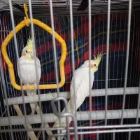 عروس هلندی|پرنده|بروجرد, |دیوار