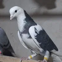 چند جفت کفتر مایه|پرنده|سیرجان, |دیوار