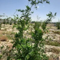 175متر-باغچه-باغ