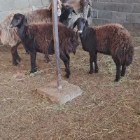 بره ماده قزل افشاری