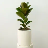 فیکوس در همه مدل در گلرویا|گل و گیاه طبیعی|قم, پردیسان|دیوار