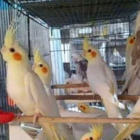 عروس هلندی البینو و لوتینو جفت های مولد تضمینی|پرنده|کرمان, |دیوار