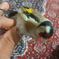 سهیره ماده