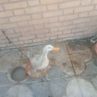 فروش اردک